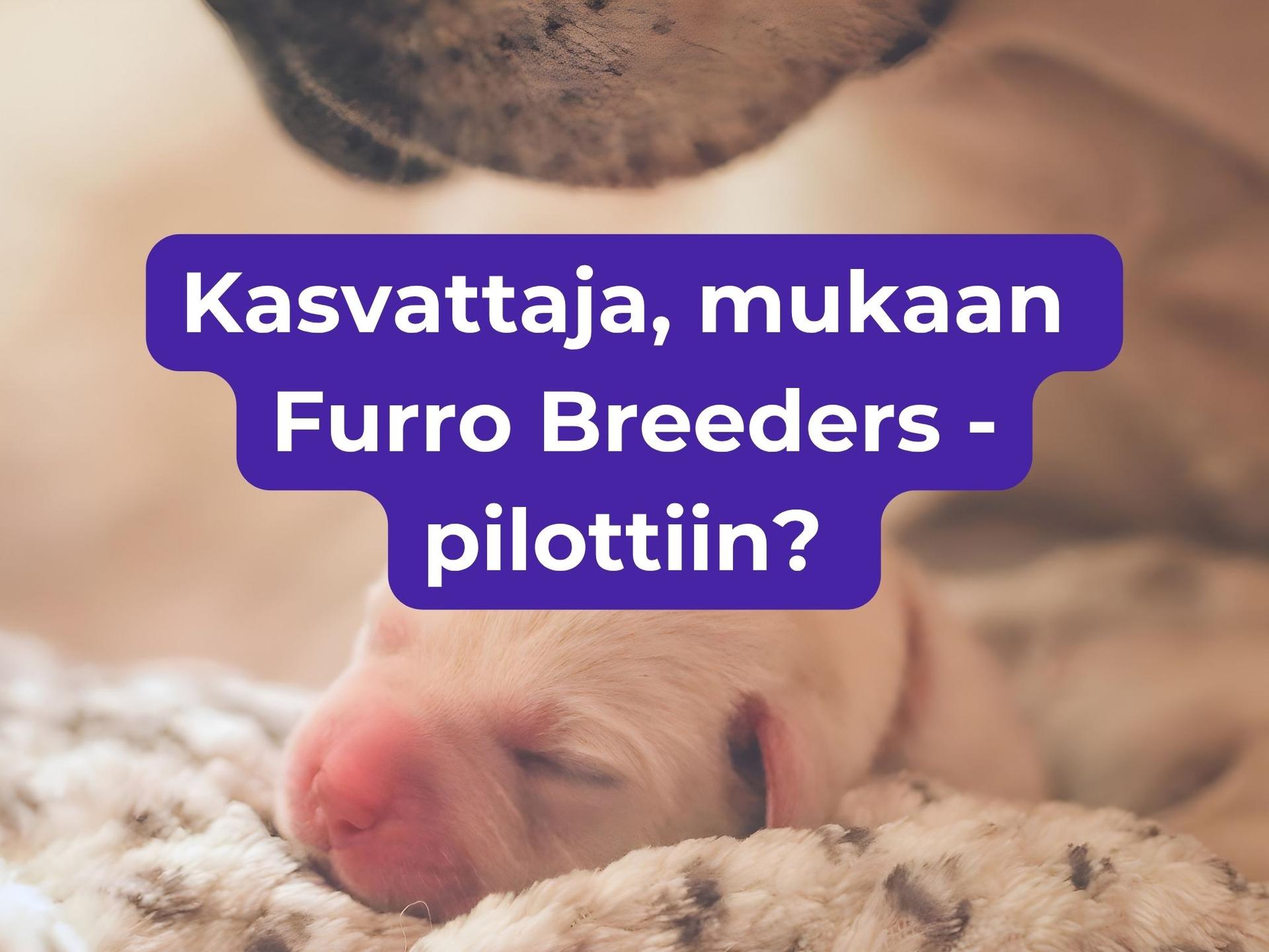 Kasvattaja, mukaan Furro Breeders -pilottiin?